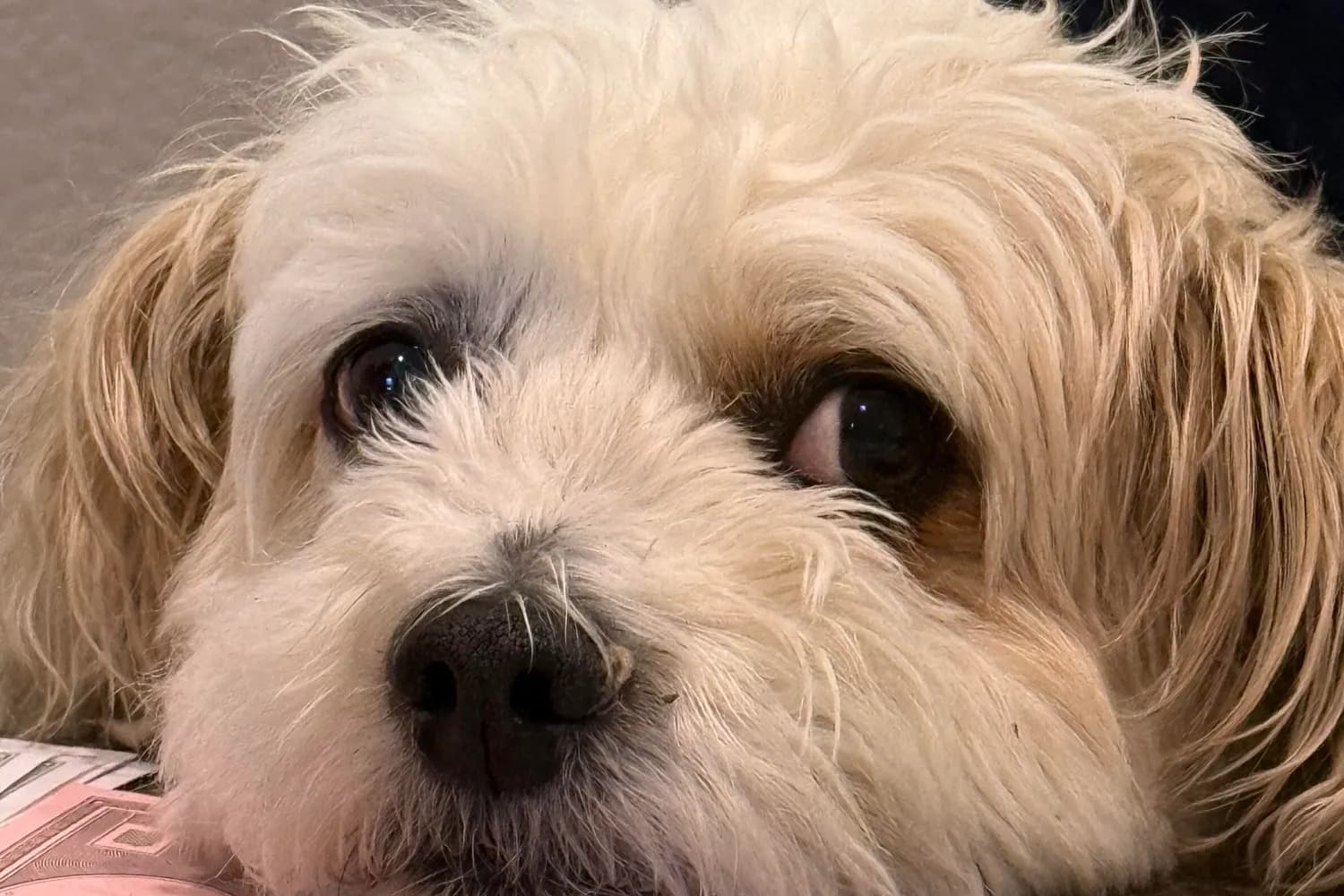 A shaggy, wide-eyed puppy resting its chin on the table next to Monopoly money, looking up at the camera